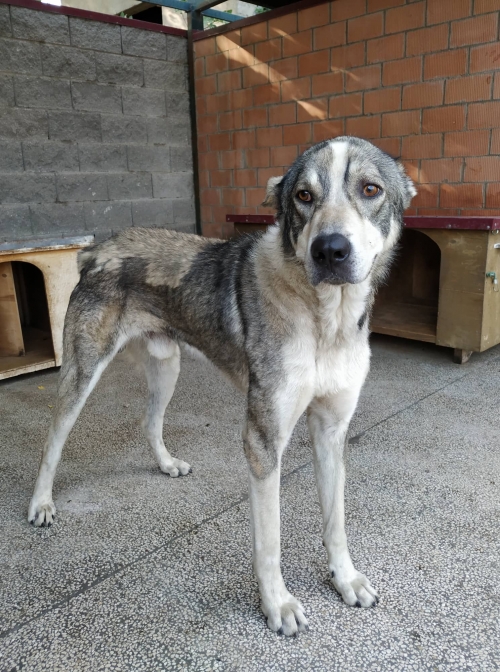 ქართული ნაგაზი მოიყვანა ბორის გასპარიანი