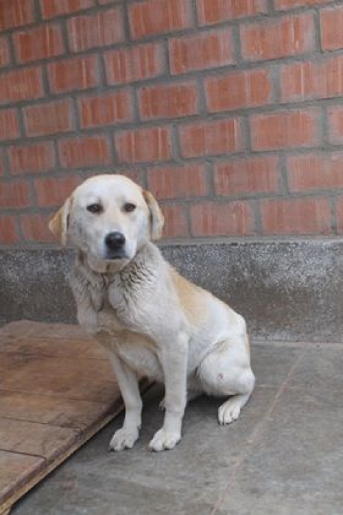 ქართული ქოფაკი უსახელო