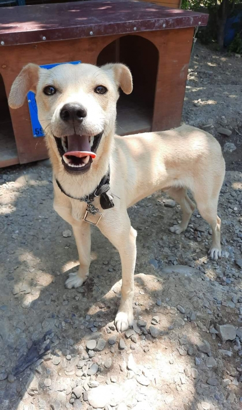 მეტისი კაიროზე თავშესაფართან დატოვეს