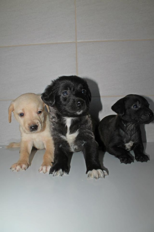 ლაბრადორის მეტისი უსახელო