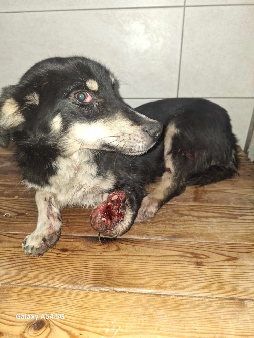 მეტისი კახეთი