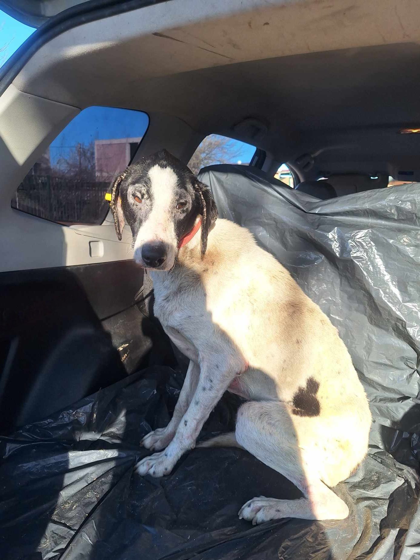 მეტისი. თელავი