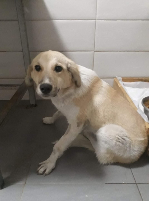 მეტისი უსახელო