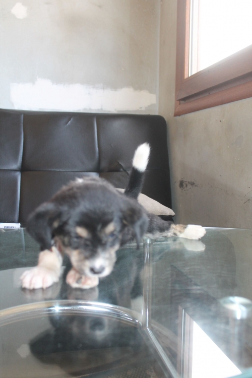 მეტისი უსახელო