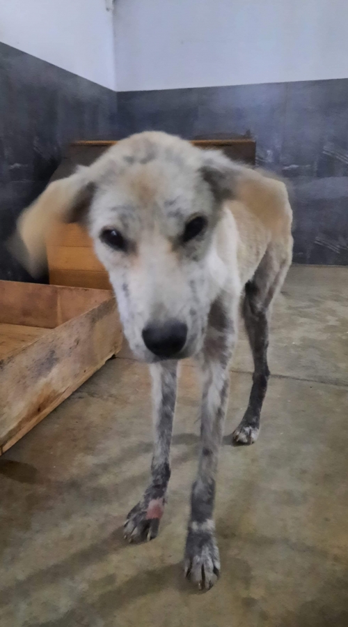 მეტისი უსახელო