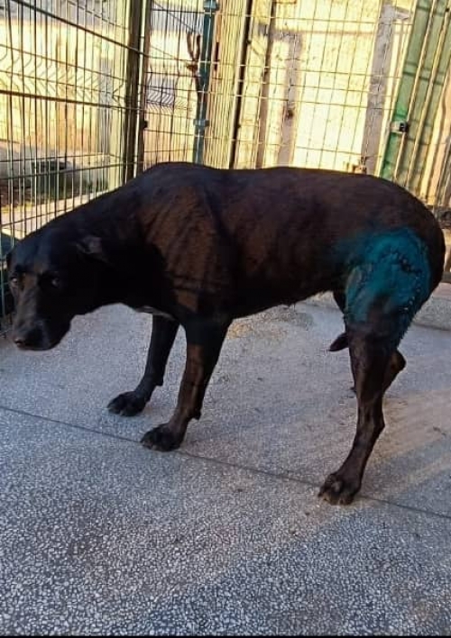 მეტისი გადმოიყვანილია 112 დან