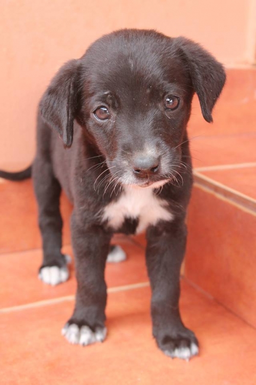 მეტისი უსახელო