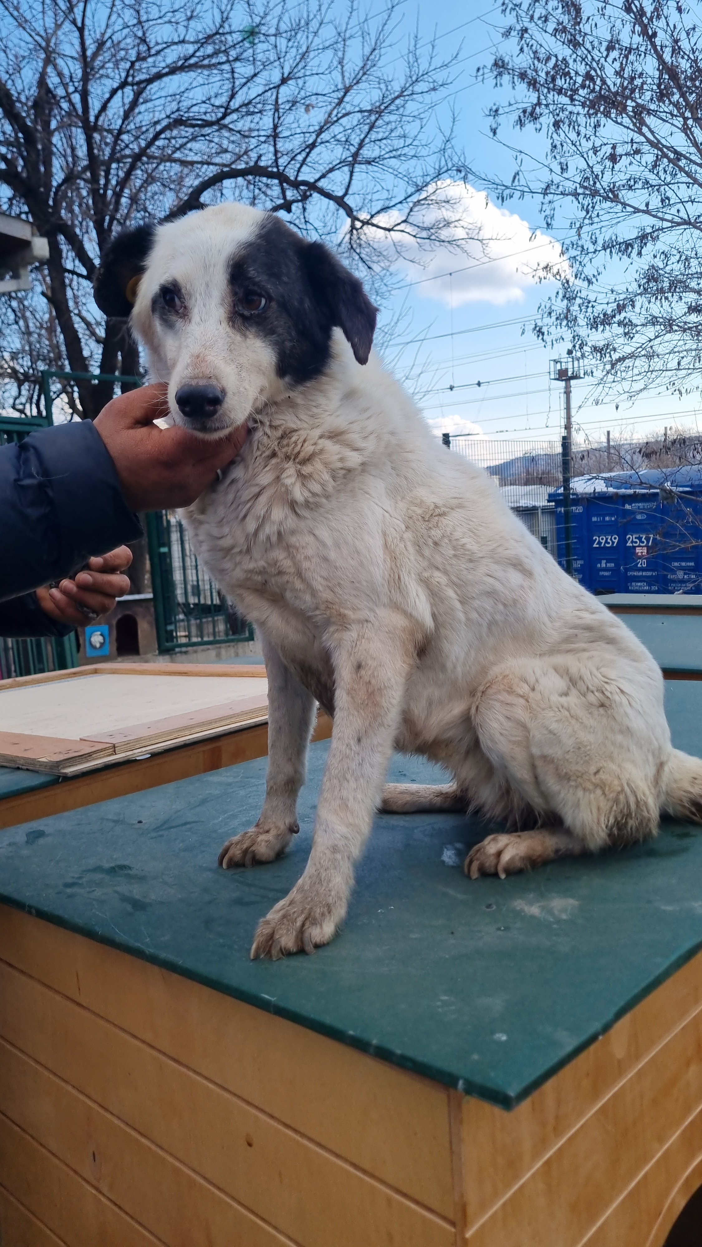 მეტისი. ლილოს ბაზრობა