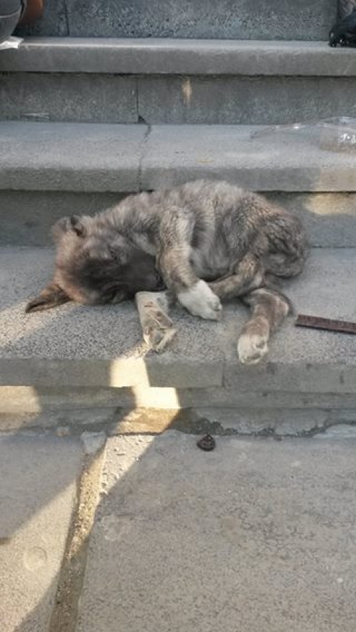 მეტისი უსახელო