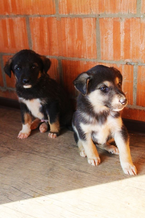 მეტისი უსახელო