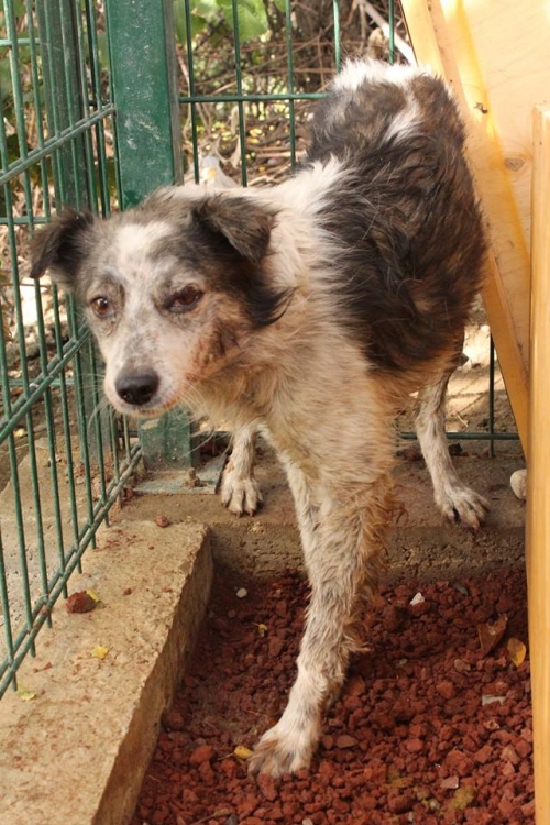 მეტისი უსახელო