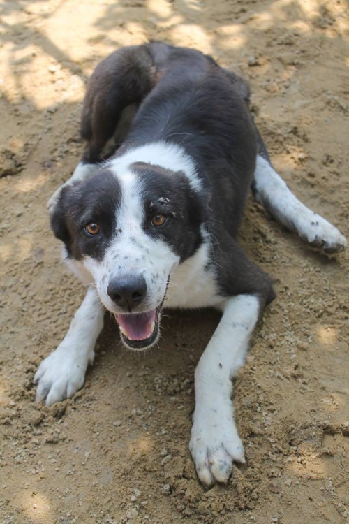 მეტისი ჭრელა