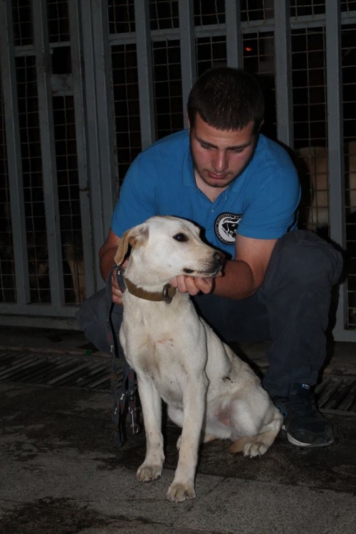 ლაბრადორის მეტისი ბასა