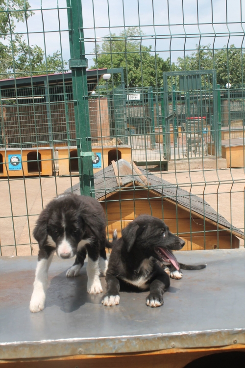 მეტისის ლეკვები უსახელო