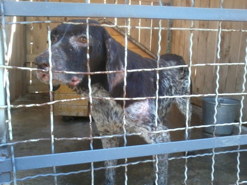 კურცხაარი ლედი