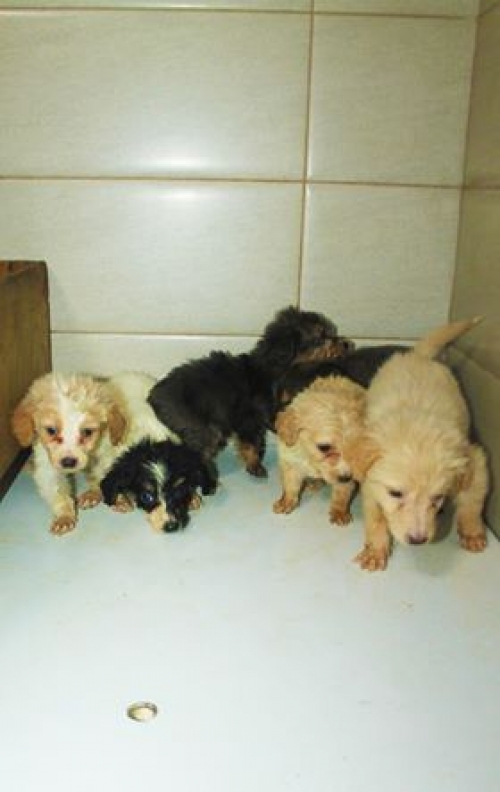 მეტისი უსახელო