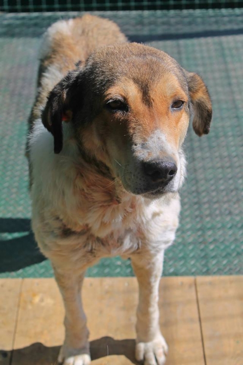 მეტისი უსახელო