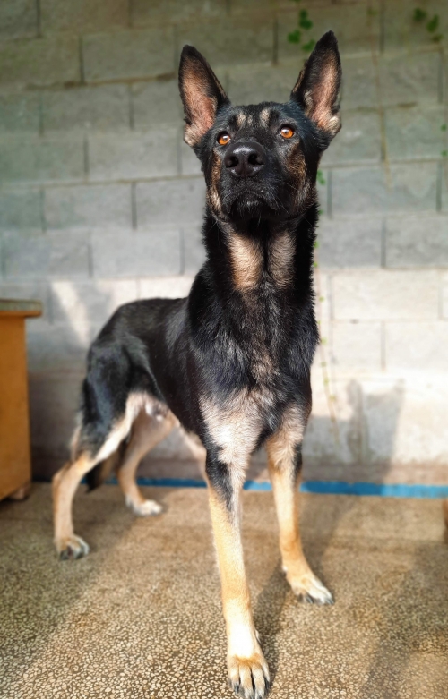 გერმანული ნაგაზი უსახელო