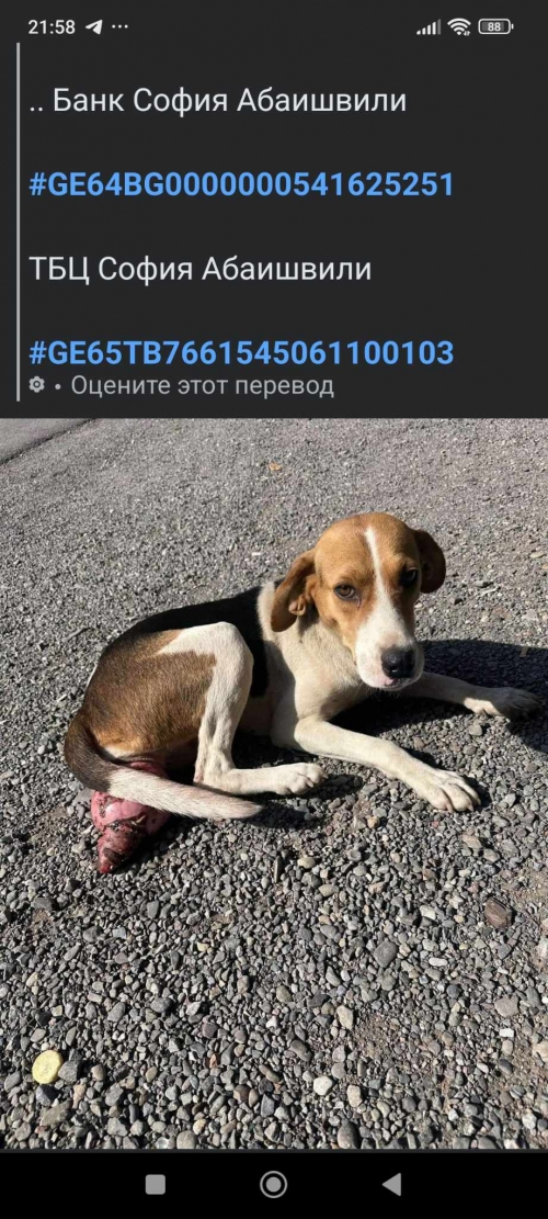 მეტისი საჩხერე