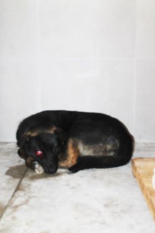 მეტისი უსახელო