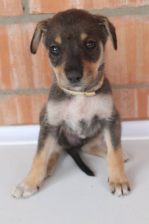 მეტისი უსახელო