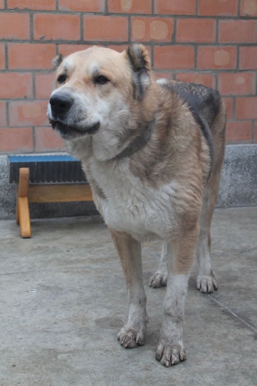 ქართული ნაგაზი ბობო