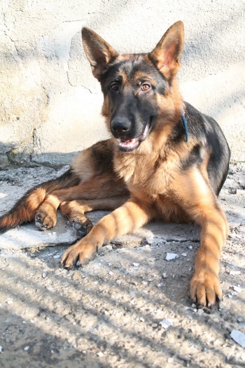 გერმანული ნაგაზი მაქსი