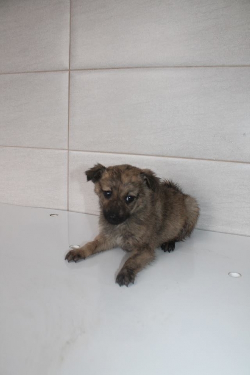 მეტისი უსახელო