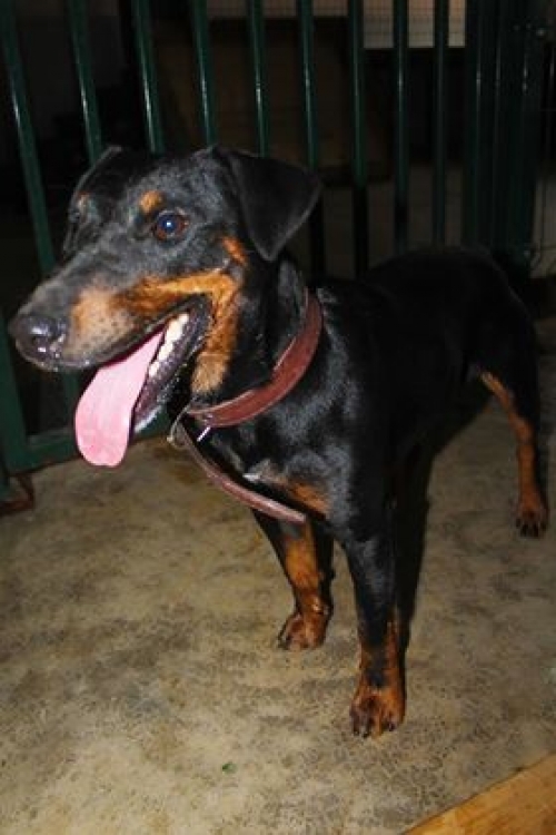 იაქტერიერი უსახელო