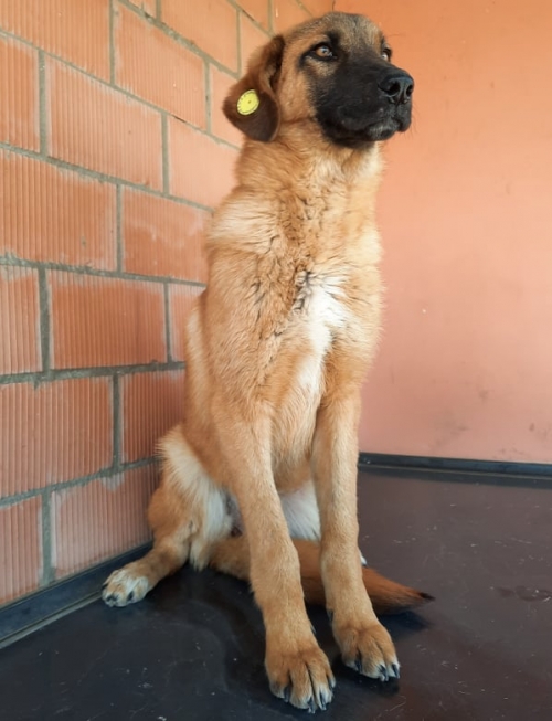 მეტისი უსახელო