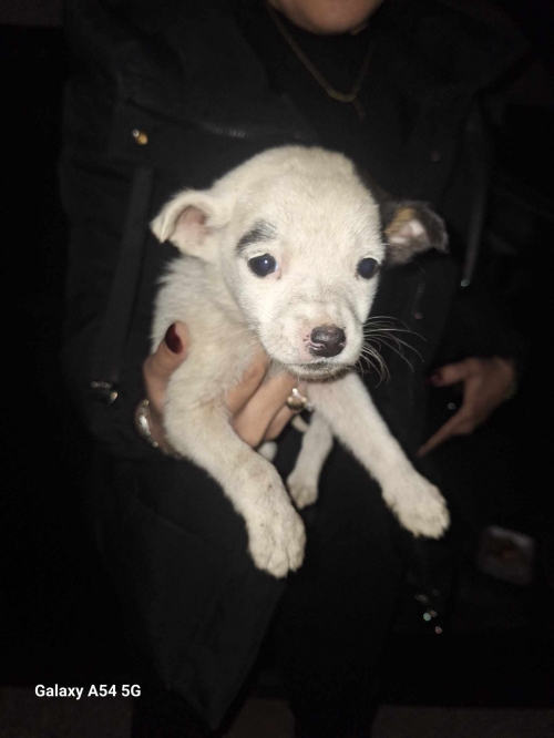 მეტისი წითელი ხიდი