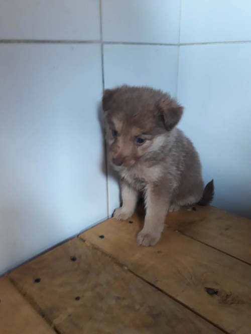 მეტისი წერეთელი