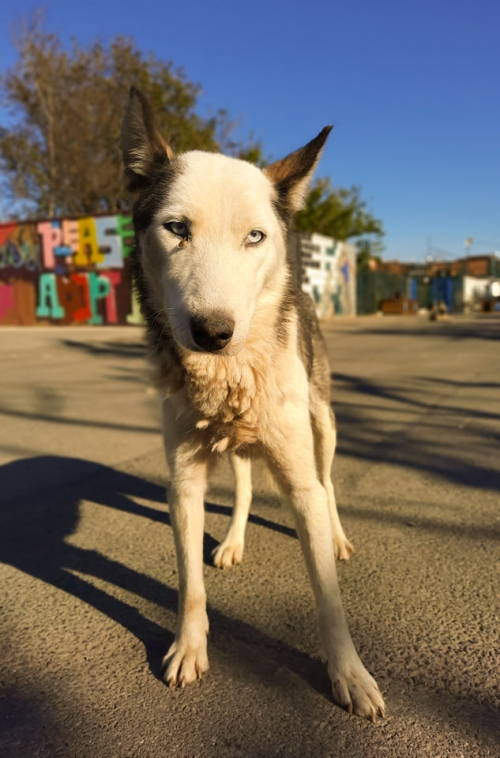 ლაიკა ნაპოვნია თავშესაფართან