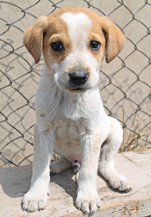 მეტისი უსახელო