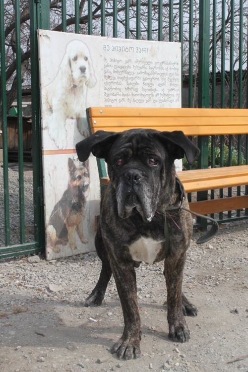 კანე კორსო ლოთი