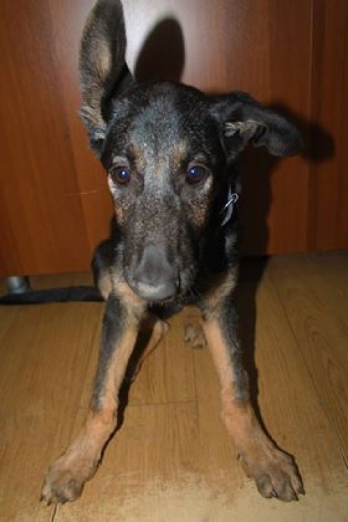 გერმანული ნაგაზი უსახელო