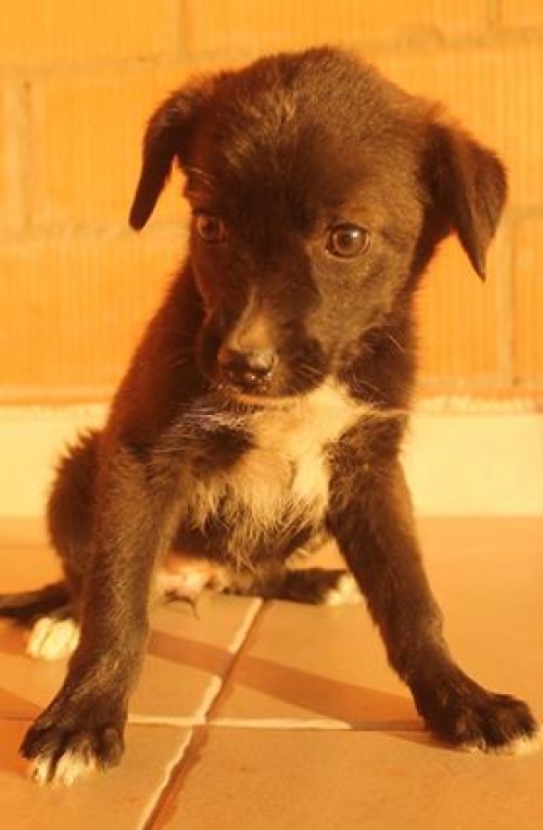 მეტისი უსახელო