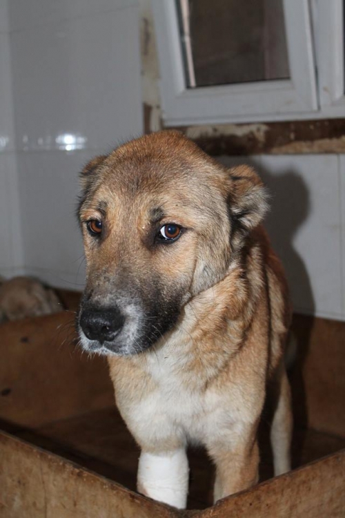 მეტისი უსახელო