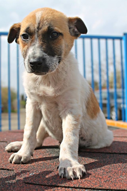 მეტისი უსახელო