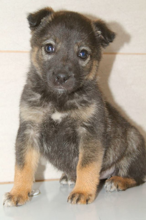 მეტისი უსახელო