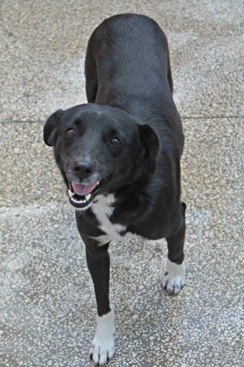 მეტისი კოკო