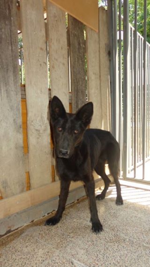 ბელგიური ნაგაზი უსახელო