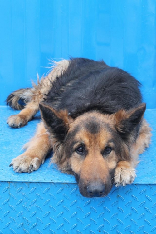 გერმანული ნაგაზი უსახელო