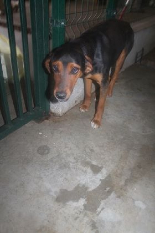 მეტისი უსახელო