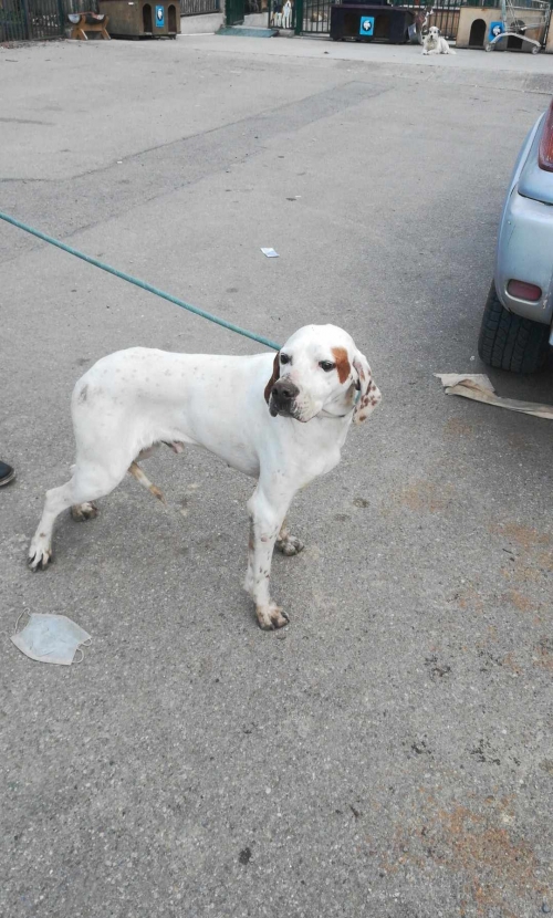 პოინტერი დიდი ლილო აეროპორტის ტრასა