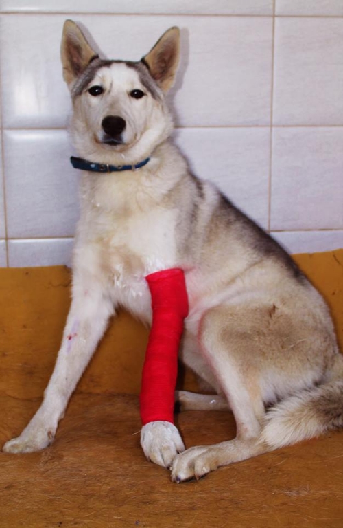 ლაიკა ჯესი