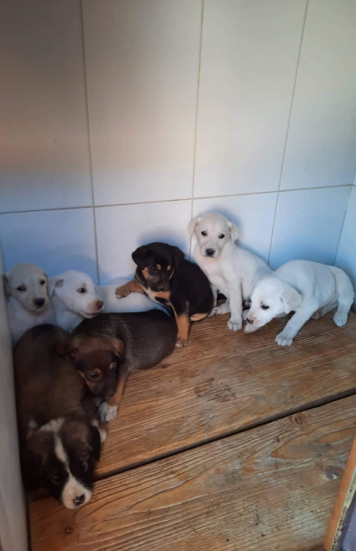 მეტისი ნაპოვნია თავშესაფართან