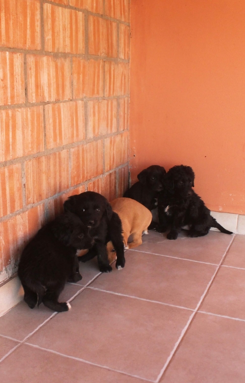 მეტისი უსახელო