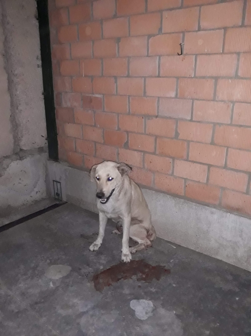 მეტისი უსახელო