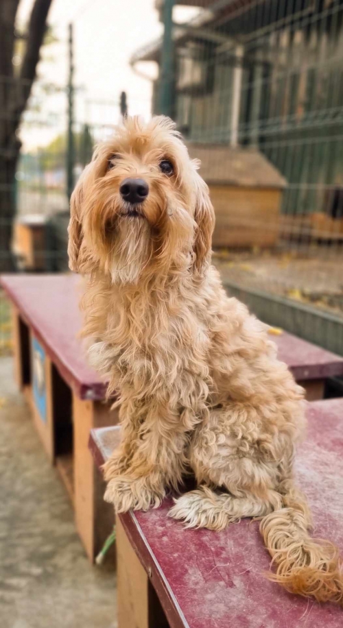 ბალონკა კედიას 10 ნომერი